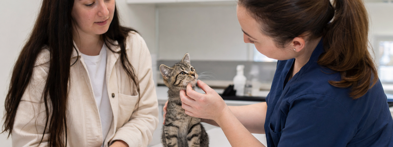 Kitten Care Essentials for Balham Residents