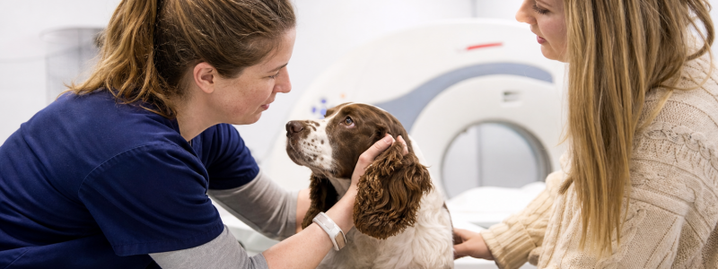When Might Your Pet Need a CT Scan?
