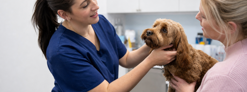 Pet-Friendly Days Out Around Tooting