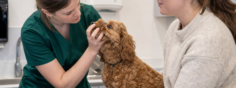 How to Keep Your Pet Healthy in Tooting