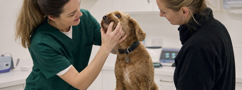Common Pet Health Problems in South West London